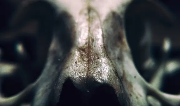 El descubrimiento en África que reescribiría la historia evolutiva de los humanos