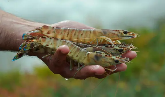 Indonesia entra en alerta tras detectarse cargamento de camarones radiactivos exportados a EE. UU.