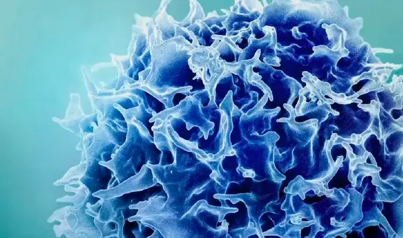 Inmunólogo peruano explica las células T, "los guardias de seguridad" del sistema inmune, que ganaron el Nobel de Medicina 2025