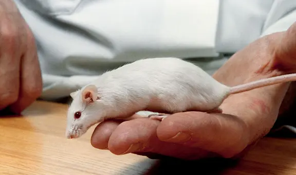 El COVID-19 podría provocar aumento de la ansiedad hereditaria, según estudio en ratones