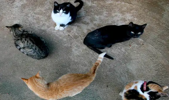 Ciudad española prohíbe adoptar gatos negros en Halloween para evitar ritos y malos tratos