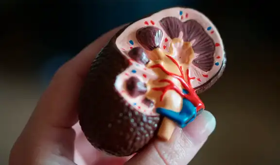 Avance médico: científicos crean un riñón 'universal' que es compatible con cualquier tipo de sangre