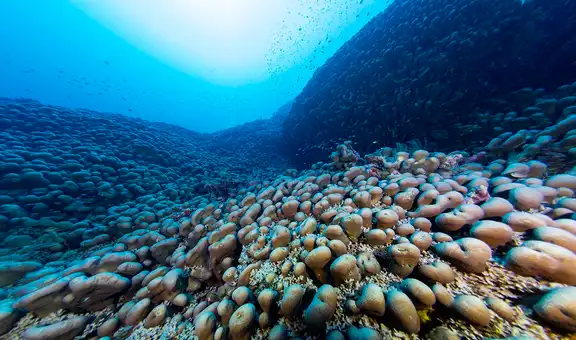 Mide 34 metros de ancho y vive desde la época de Napoleón: buzos filman a la criatura submarina más grande jamás reportada