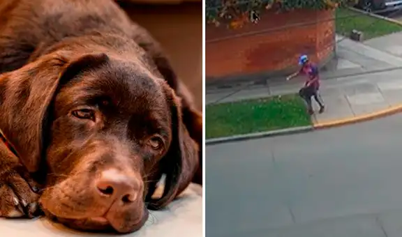 Captan a jardinero como presunto responsable del envenenamiento y muerte de mascotas en parques de San Isidro