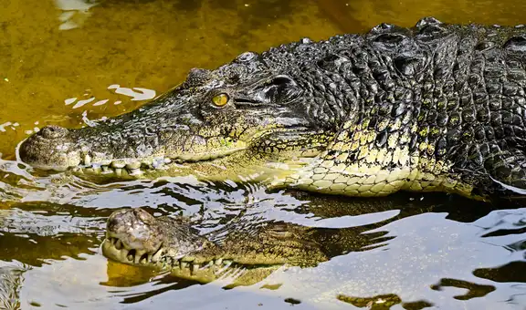 Australia: cocodrilo se metió a la piscina de un lujoso hotel y causó sorpresa entre los huéspedes
