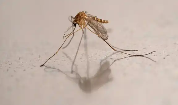 Por primera vez se detectan mosquitos en Islandia, uno de los pocos lugares libres de ellos