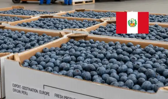 El 'oro azul' peruano llegará por primera vez a estos países de Asia: es el producto estrella de las exportaciones