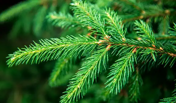 Los científicos descubren oro creciendo en las agujas de unos árboles