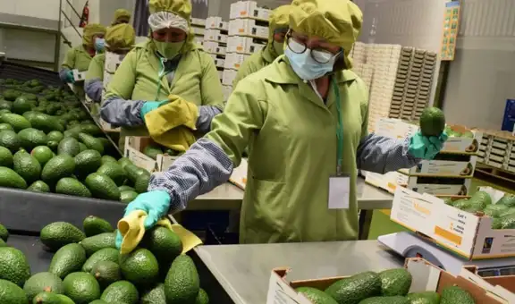 Agroexportaciones superan los US$8.000 millones por mayores envíos de paltas, uvas y arándanos