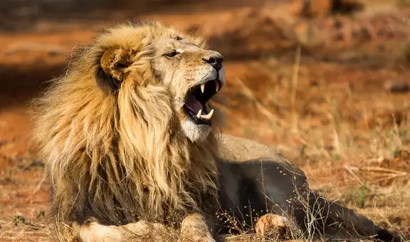 No es el león, ni el cocodrilo: este es el temible superdepredador que infunde más miedo en el África