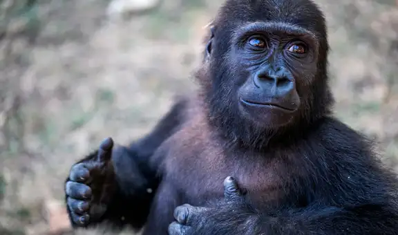 Turquía retiene a Zeytin, el bebé gorila hallado en aeropuerto, porque no puede determinar su origen