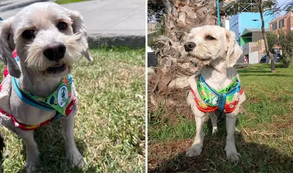 Adopción responsable: perrito que fue rescatado en Ventanilla se encuentra en busca de un nuevo hogar
