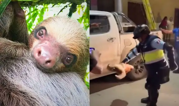 Lanzan a oso perezoso desde siete metros: fiscalía inicia investigación por maltrato animal en San Martín