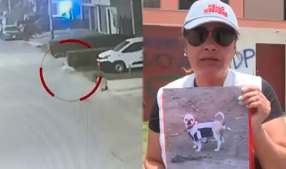 Vecinos de Chorrillos exigen justicia tras la muerte de mascotas por balines: "Queremos justicia por todos los animalitos"