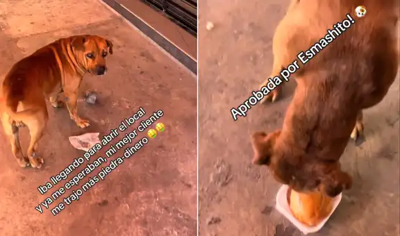 Perro le lleva piedras a un restaurante a cambio de hamburguesas y conquista el corazón del trabajador: "Mi mejor cliente"