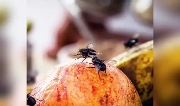 ¿Cómo eliminar las moscas de mi casa sin insecticida? Estos son los trucos caseros más efectivos