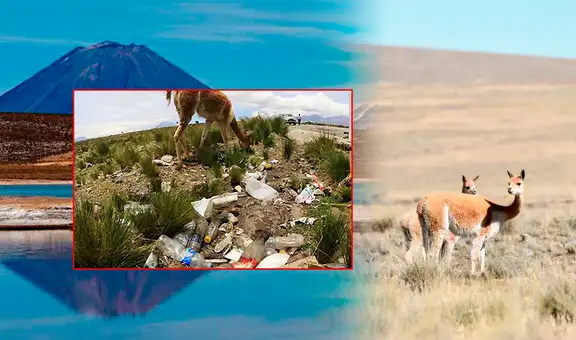 Autoridades alertan de gran contaminación en reserva protegida en Arequipa: "Hay llantas, bolsas y pañales"