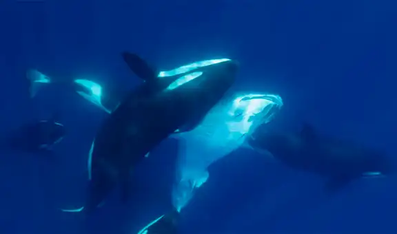 Biólogos revelan al animal que se ha convertido en el depredador más temible de los mares y aterroriza al gran tiburón blanco