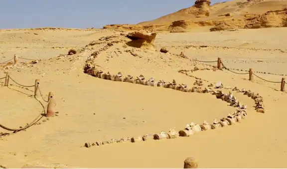 Uno de los lugares más misteriosos del planeta: arqueólogos descubrieron ballenas en el desierto