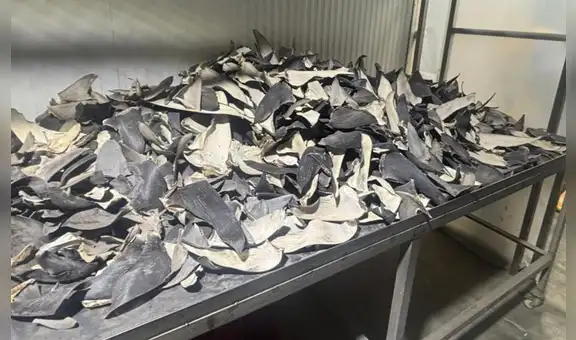 Incautan más de 12 toneladas de aletas de tiburón en vivienda del Callao, valorizadas en más de 15 millones de dólares