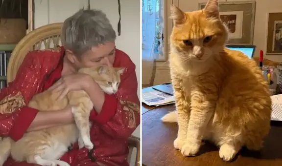 El inédito caso de Rémi, el gato naranja que vive con 'arresto domiciliario' en Francia tras ser denunciado por su vecino