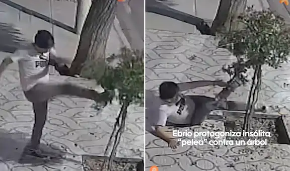 Captan insólita 'pelea' de hombre con árbol en la vía pública y escena es furor en redes: "Encima perdió"