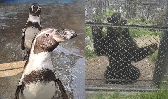 Proyecto del Congreso busca cerrar zoológicos sin garantizar destino adecuado para los animales