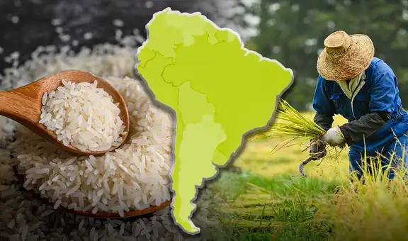 El país de América Latina que más produce y consume arroz en el mundo junto a China: superó más de 3 veces a Perú y Colombia