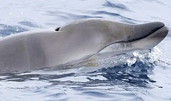 Científicos avistaron en México una rara ballena con colmillos tras cinco años de búsqueda