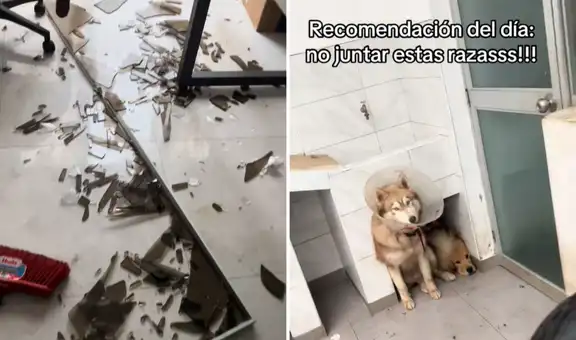Joven muestra cómo sus perros destruyeron su casa mientras no estaba y redes bromean: "Una lloradita y a limpiar"