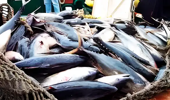 Sada Goray: Exdirector de Pesca niega pagos ilícitos