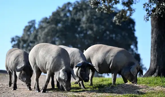 México suspende importaciones de carne de cerdo española por peste porcina africana