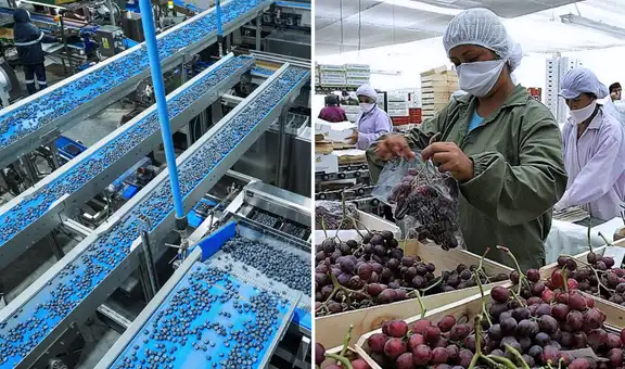 Exportaciones agrarias del Perú crecen 21.2% y alcanzan los US$ 9,809 millones en nueve meses: fuerte dinamismo en paltas, arándanos, cacao y uvas frescas