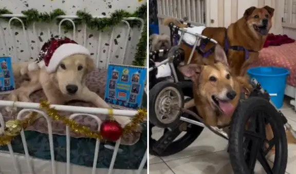 Milagros perrunos lanza campaña solidaria con trineo recolector en la Feria Fortuna: lleva alimentos y ayuda a quienes más lo necesitan