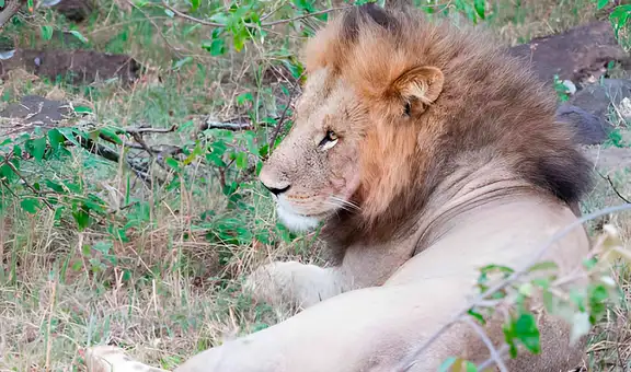 Los científicos se alertan al observar un nuevo comportamiento de los leones africanos: “Es muy grave”