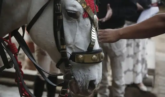 Poder Judicial ordena a la Municipalidad de Lima cancelar el uso de caballos en calesas que pasean en el Centro de Lima