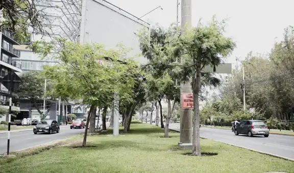 Al menos 30 mil m² de áreas verdes serían removidas por obras viales impulsadas por la Municipalidad de Lima