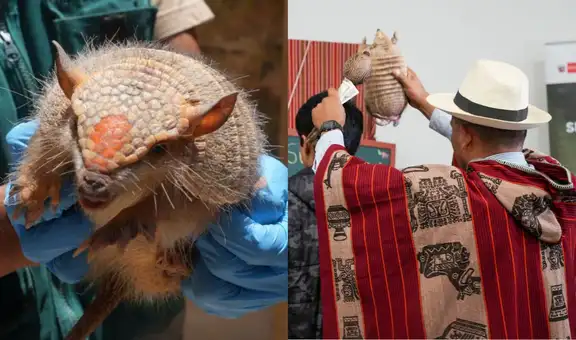 Rituales de Año Nuevo con fauna silvestre son ilegales, alerta Serfor: hasta 5 años de cárcel por usar especies en peligro