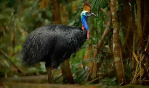 Esta es la ave más peligrosa del planeta y su rol es clave para cuidar los bosques tropicales