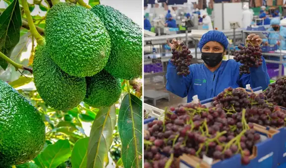 Exportaciones agrícolas peruanas alcanzan cifra histórica: 3 millones de toneladas de 540 tipos de productos llegan a 115 destinos en el mundo, según Senasa