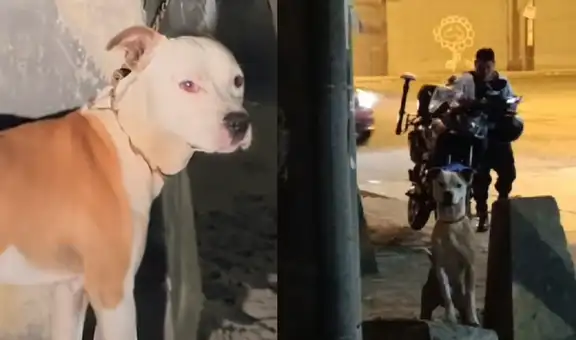 Rescatan a perrita que fue abandonada y encadenada a un poste durante más de 10 horas en Cercado de Lima