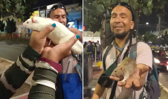 Peruano renunció a todo en su natal Chiclayo para recorrer el mundo con sus ratas amaestradas: "Dejé mi carrera de chef"