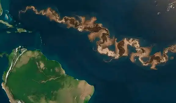 ¿Qué es la franja marrón que apareció entre América y África y por qué sería una amenaza en el océano Atlántico?