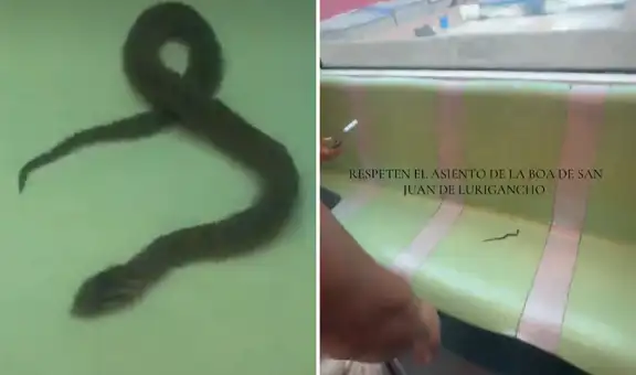 ¡Inédito! Usuarios de la Línea 1 del Metro de Lima hallan pequeña serpiente dentro del vagón y causa pánico entre los pasajeros