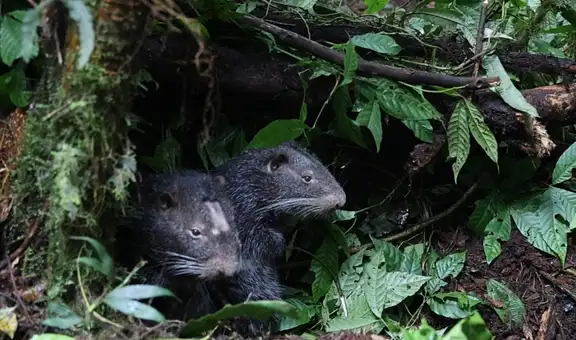 El regreso al bosque: dos macheteros retornan a la vida silvestre en la Selva Central