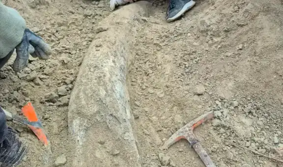 Investigadores argentinos descubren el colmillo gigante de un mamífero de 5 toneladas que vivió en la Edad de Hielo