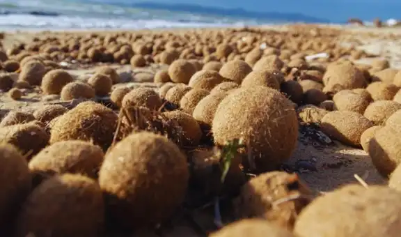 ¿Qué son las “bolas de Neptuno” y cómo ayudan a combatir la contaminación de plásticos en los océanos?