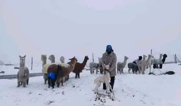 Heladas extremas causan muerte de animales en Arequipa: "Nuestras alpacas y llamas se están muriendo, no hay comida y abrigo"