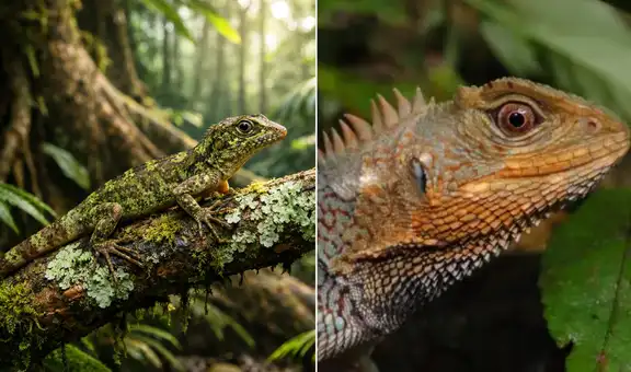Científicos sorprenden al mundo con el redescubrimiento de una lagartija en Perú no vista hace 150 años