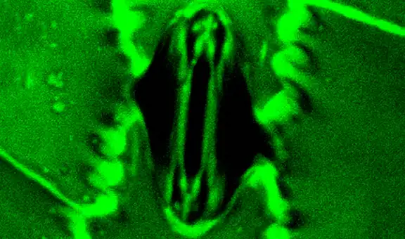 No son tan diferentes de nosotros: científicos observan un fenómeno similar al humano en las plantas